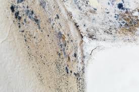 Mold Odor Removal Services in Warrenton, OR